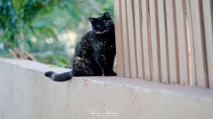 Абрахам Хикс – Как найти работу – Эстер Хикс