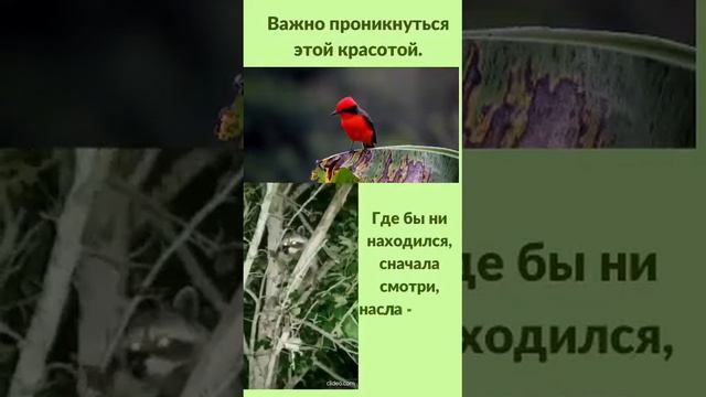 #красотыприроды #красота #природа #птицы #пениептиц #пейзажи #настроение #чудеса #чувства #эмоции