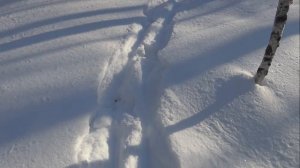 Днем и ночью по снежной тайге, таежный экстрим