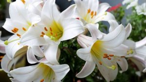 Луна-парк - Лето