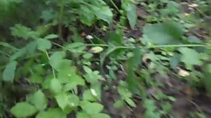 Внимание.Самый опасный гриб-бледная поганка.