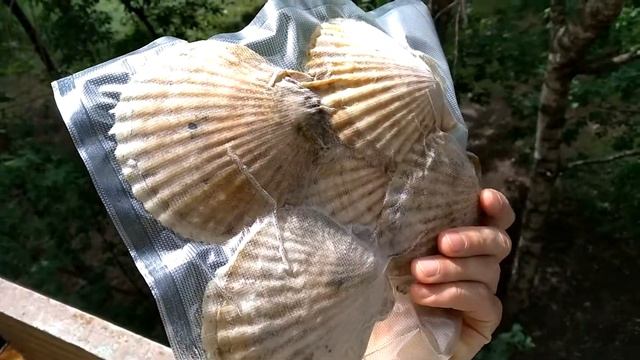 Гребешок. Полустворка. смотреть онлайн