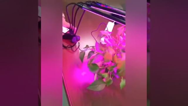 Фито-лампа для выращивания растений