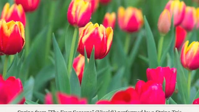 Wedding Recessional Music:  Spring from The Four Seasons by Vivaldi -Violin, Cello, & Piano смотреть онлайн