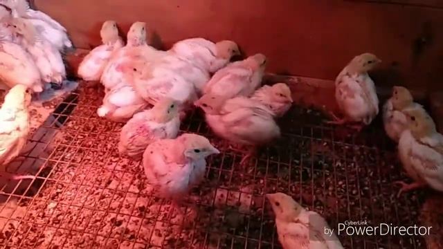 Разведение перепелов. Техасский перепел.