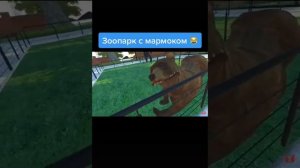 Marmok момент зоопарк с мармоком