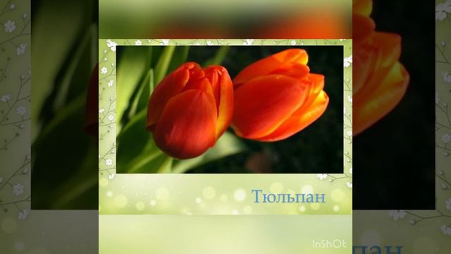 Первоцвіти. Смоляр Антоніна.#первоцветы смотреть онлайн