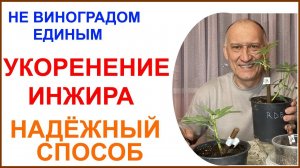 Надёжный способ укоренения черенков инжира.