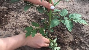 Как Пасынковать помидоры