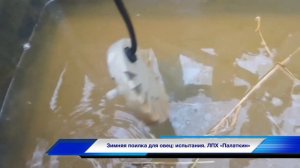 Зимняя поилка для овец: испытания