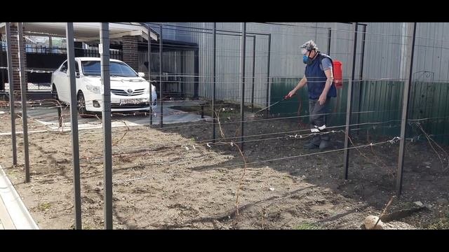 1 обработка винограда
