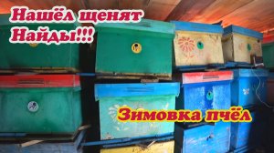ЗИМНИЕ БУДНИ ПЧЕЛОВОДА, ЧИСТКА СНЕГА, ЗИМОВКА ПЧЁЛ,  НАШЁЛ ЩЕНЯТ НАЙДЫ, ЧТО С НИМИ ДЕЛАТЬ!!!