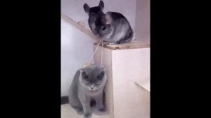 Ржал 3 часа/КотЭ/Ржака/Котейки/Приколы/Кошаки/Ржунимагу/Кусь/Месть пушистых/Гифки недели/Vine Video