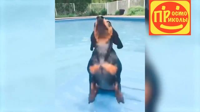 Смешные Видео За Месяц| У вас будут слезы на глазах от смеха над самым смешным животным