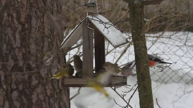Птички на кормушке