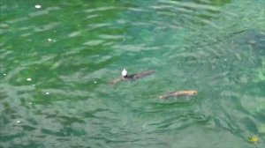 Ловля - рыбалка на хариуса. Бешеный клёв крупного хариуса на глубокой прозрачной яме таёжной речки