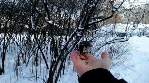 ручные зимние синички + малиновка / tame winter tomtits and a robin