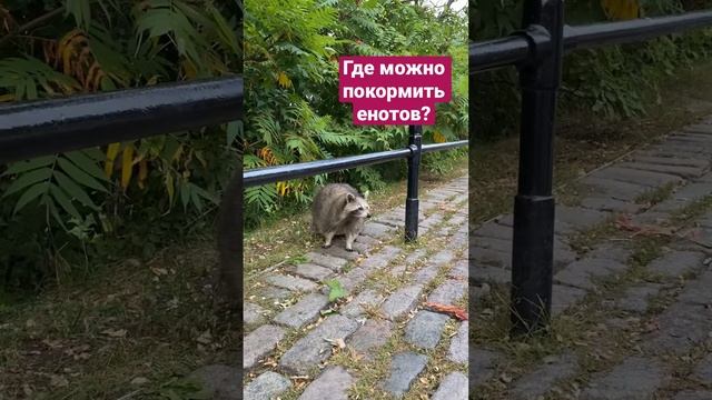 Где покормить енотов? Жить в Канаде - быть ближе к природе в самом прямом смысле #эмиграция #канада