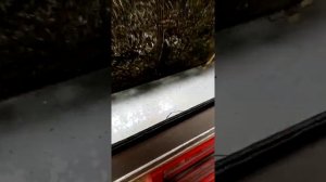 Обработка пчёл в термокамере от клеща Варроа.