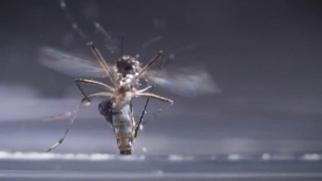 Роспотребнадзор обнаружил в России более 60 новых вирусов, которые переносят комары и клещи