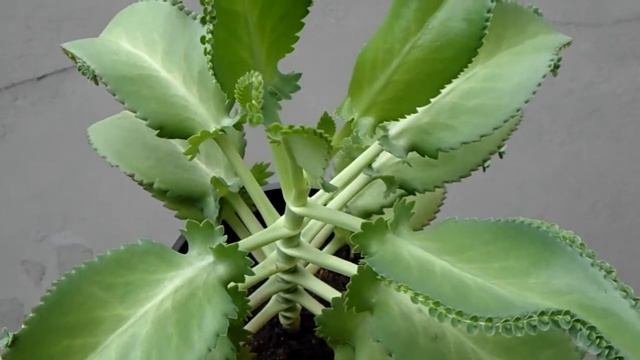 Mother of Thousands Plant - Bryophyllum Laetivirens смотреть онлайн