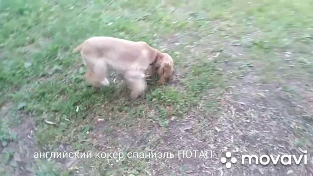 Английский кокер спаниэль ПОТАП