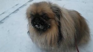 Мини-пекинесы кто они и чем отличаются от обычных пекинесов.