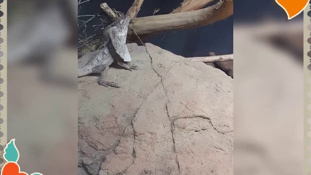 Зоопарк фото🌐🐪🐫🐘🐤🐣🐀🐾🐾🦃🐧🐓🐓🐔🐁🐤🐤 смотреть онлайн