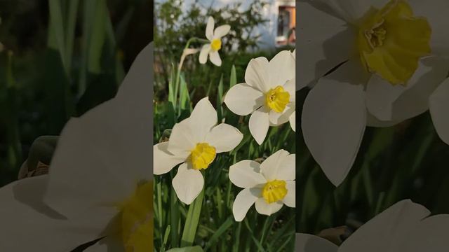 Нежные НАРЦИССЫ у стен ХРАМА ПОКРОВА БОГОРОДИЦЫ в Измайлове. Москва. 13.05.2023