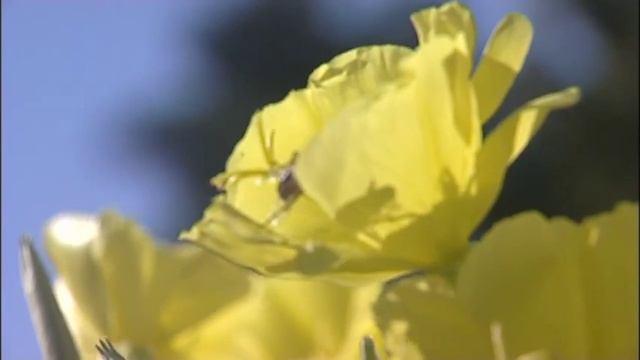 Evening Primrose (Oenothera) Gold Dream from Mr Fothergill's смотреть онлайн