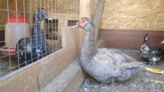 Сколько я заработал на индоутках за год.