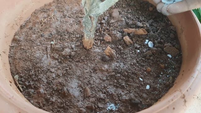 ಗಿಡಗಳಿಗೆ ಇನ್ನು ಕೀಟಗಳಿಂದ ತೊಂದರೆಯಿಲ್ಲ ನೀವೇ ಇದರ solution ತಯಾರಿಸಿ ಅದ್ಭುತ ಪರಿಣಾಮ ನೋಡಿ Camphor pesticide смотреть онлайн