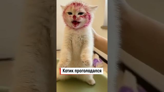 Котенок ест драконий фрукт Патайя | So cute fluffy kitty