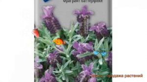 Лаванда узколистная Тристан и Изольда ? обзор: как сажать, семена лаванды Тристан и Изольда