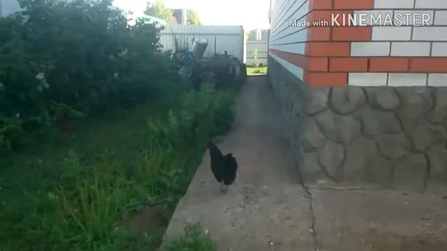 Куры танцуют смотреть онлайн