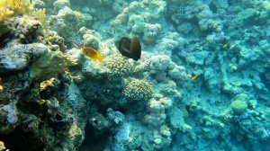 Коралловый риф отеля Sultan Gardens resort| Sharm-El-Sheikh|SNORKELING | 4K VIDEO