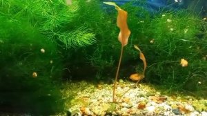 Криптокорина Вендта коричневая (Cryptocoryne wendtii «Brown»)
