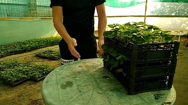 продажа саженцев клубники в кассетах, что и как? тел.89289670317
