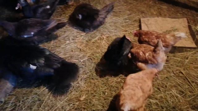 Собака.牧羊人.Мясо кролика. Кролики . Утки смотреть онлайн