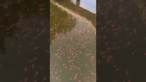 Парки в Китае ! Рыба ! Ловля рыбы в Китае !