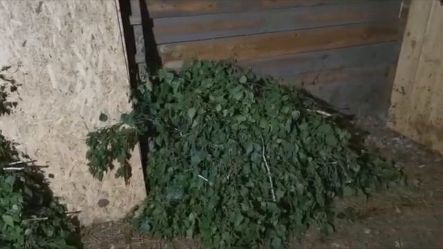 Березовые веники для коз. "Мое Подворье"
