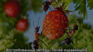 Нашатырь от муравьев на огороде