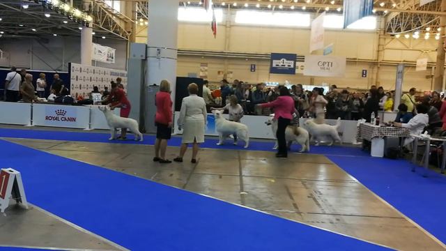 IDS "Ukraine 2018" & "Golden Gates 2018" 29.04.2018 эксперт Зоя Олейникова смотреть онлайн