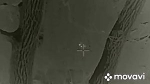 Охота на кабана. Тепловизор iray scp19w, карабин Ланкастер СКС, пуля кион15. Дистанция 60-70 м.