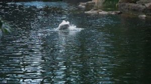 Строительство пруда и водопадов! (#LANDSCAPE) Ландшафтный дизайн для публичных мест