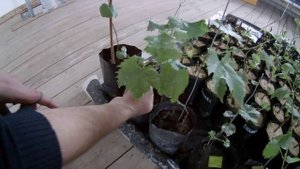 Укоренение черенков винограда осенью. Эксперимент. Выводы.