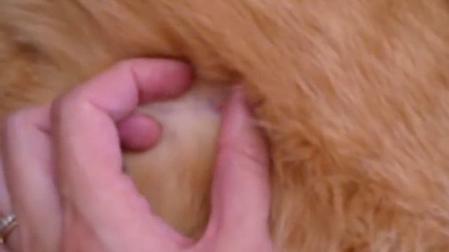 Как узнать, что кошка беременная. смотреть онлайн