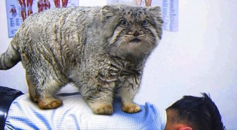 Манулальная терапия