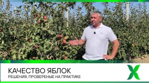 Качество яблок. Решения, проверенные на практике