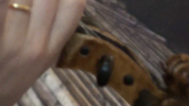  OLD GERMAN LION HEAD VIOLIN AROUND 1920 バイオリン скрипка 小提琴 371